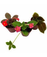 Flame Violet, Episcia Cupreata Assortment Set 2 inch pots 3 Velvet plants - $18.49