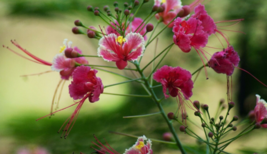 5 Pc Seeds Pink Peacock Flower Plant, Caesalpinia Tropical Seeds for Planting RK - £15.10 GBP