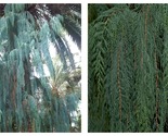 90 seeds Kashmir Cypress (Cupressus cashmeriana) - £23.56 GBP