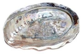 4&quot; Abalone Shell incense burner (limited quanity) - $664.42 MXN