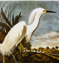 1979 Snowy Egret Color Plate Print Audubon Birds Of America Vintage Art ... - $13.50