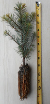 Noble Fir Tree - Abies procera- 8-14 inches tall seedlings - 1-100 Quantity - £17.09 GBP+