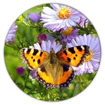 Butterflies : Gift Coaster Floral Flowers Female Mom for Secretary Nature Butter - £3.92 GBP