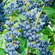 BStore 400 Seeds Blueberry Fruit Seeds Sweet Non Gmo Fresh Harvest - £6.75 GBP
