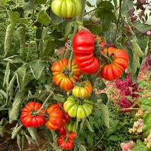 Rare &#39;Costoluto Genovese&#39; Tomato Seeds, 5 Count - Authentic Italian Heirloom, Gr - £5.58 GBP