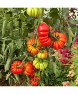 Rare &#39;Costoluto Genovese&#39; Tomato Seeds, 5 Count - Authentic Italian Heir... - £5.58 GBP