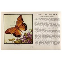 Gulf Fritillary Butterfly 1934 Butterflies Of America Antique Insect Art... - $366.80 MXN