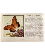 Gulf Fritillary Butterfly 1934 Butterflies Of America Antique Insect Art... - $19.99