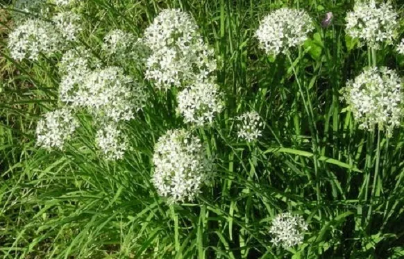1000 Garlic Chive Seeds Spice Seeds Chives Seeds Herb Seeds - £9.19 GBP
