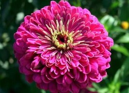 Zinniaelegans Violet Queen 100 Seeds From US  - £6.45 GBP