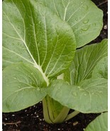 Seed-Bok Choi, Pak Choy, Pac Choi- Asian Green &quot;Dwf White Stem &quot; Mild Sweet - €3,18 EUR