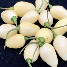 Habanero Yucatan White Capsicum Chinense Seeds Fresh Seeds USA Seller - £9.88 GBP