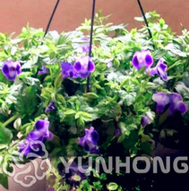 100 Seeds Torenia Fournieri Bonsai Amazing Flower Bonsai Potted Plants / Pot Bon - $10.87