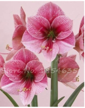 50  pcs Exotic Amaryllis Seeds,Barbados Lily Potted Seed,Bonsai Balcony Flower S - £5.48 GBP
