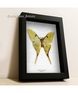 Real Chinese Moon Moth Actias Sinensis Framed Entomology Collectible Sha... - €77,91 EUR Real Chinese Moon Moth Actias Sinensis Framed Entomology Collectible Sha... - €77,91 EUR
