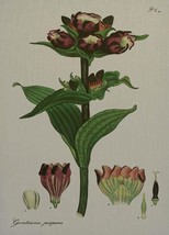 Wall Art Print Inspired by a Hand-Colored Plate From Circa 1800 H Andrews Fleur - £576.13 GBP