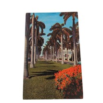 Postcard Avenue Of Magnificent Royal Palms Southern Florida Chrome Posted - £4.68 GBP