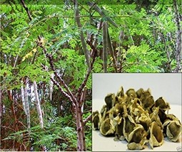 10 Seeds Moringa Seeds-drumstick Tree, Tree of Life or the Miracles Tree... - £7.86 GBP