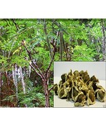 10 Seeds Moringa Seeds-drumstick Tree, Tree of Life or the Miracles Tree... - €8,68 EUR