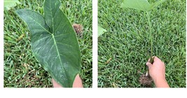 Small Rooted Plants BORNEO GIANT Huge ELEPHANT EAR Taro Alocasia Macrorr... - $28.99