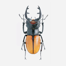 1 Pcs Odontolabis Spectabilis Dried Insect Specimen 55mm Beetle Gift Bug... - £30.31 GBP