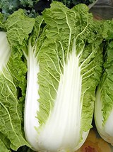 200 Seeds Chinese Cabbage Heirloom - $167.24 MXN