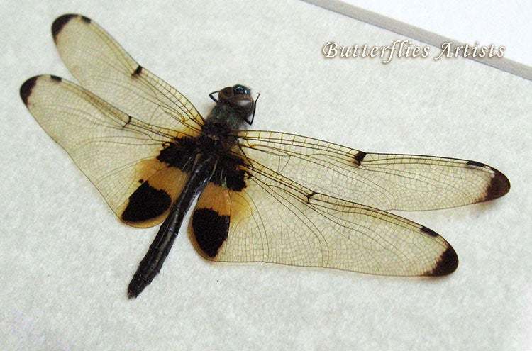 Yellow Striped Flutterer Rhyothemis Phyllis Real Dragonfly Entomology Sh... - $49.00