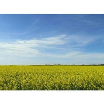 PWO 50 Canola Rapeseed Ground Cover Pollinator For Bees Butterflies 2 - $7.20