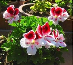 Geranium White Double Petals with Centre Ball Typed Flowers 10 Seeds - $11.69