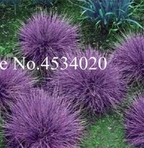 300 Of Purple Fescue Grass Seeds Festuca glauca Perennial Hardy Ornamental - $11.81