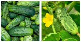 45 Seeds Bush Pickle Cucumber Seeds Fresh Garden Seeds FREE SHIP - £19.11 GBP