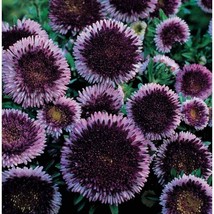 VP 150 Blue Moon Aster Seeds, Aster Callistephus Chinensis  Pompon Asters 2 - £5.09 GBP