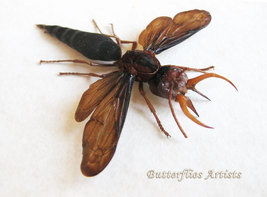 Tusked Wasp Synagris Cornuta Male Framed Entomology Museum Quality Shado... - $148.99