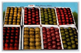 Prize Winning Apples Apple Varieties UNP DB Postcard Z5 - $2.68