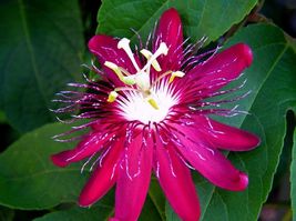 4" Pot Passiflora Lady Margaret Passion Flower Live Plant Indoor Outdoor - £28.15 GBP