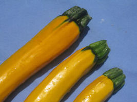 20 Seeds Squash, Zucchini, Golden Yellow - £11.58 GBP