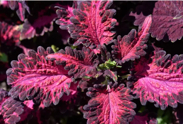 100 Coleus Black Dragon Shade Plant Fresh Seeds for Planting - £12.46 GBP