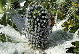 PWO Eryngium Giganteum &#39;Miss Wilmott&#39;s Ghost&#39; seed - $3.25