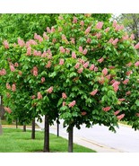 Buckeye Red Tree Quart Size Pot 6 14 In Heigh Fresh Garden US Shipping - $54.96