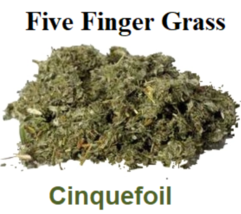 Five Finger Grass Herb (Cinquefoil) 1oz - Money, Love, Health, Wisdom, and Power - £9.71 GBP