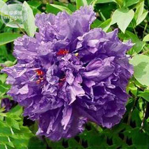 Zixiaxianzi Purple Peony Seeds 5 seeds a must for loving big flowers - $6.99