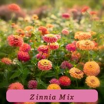 7445 zinnia mix pop thumb200
