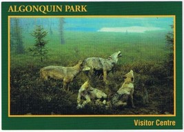 Postcard Algonquin Park Ontario Wolves Spruce Bog Diorama 4.75&quot; x 6.75&quot; - £3.91 GBP