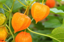 Ground Cherry 50 Seeds Cape Gooseberry Chinese Lantern - £4.42 GBP