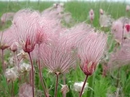 100 Geum triflorum Seeds Prairie smoke Flowers - £7.19 GBP