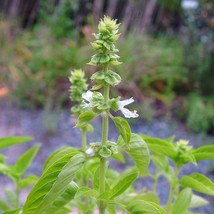 New Fresh USA Seller Ocimum Basilicum Sweet Basil 50 Seeds - £15.08 GBP