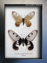 Cressida Insularis PAIR Red Spot Transparent Wings Real Butterflies Entomology  - £79.11 GBP