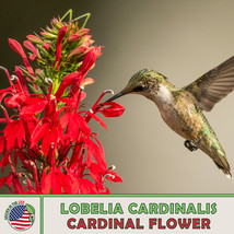 1400 Cardinal Flower Seeds Lobelia Cardinalis Hummingbird Attractor Fresh Seeds  - £4.79 GBP