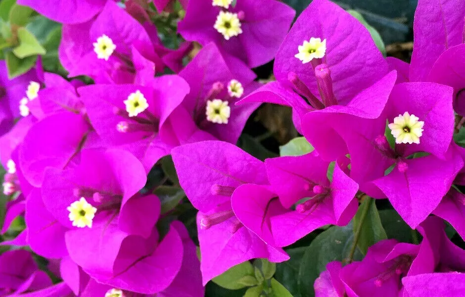 Elizabeth angus bougainvilleasmall well best starter plant thumb200