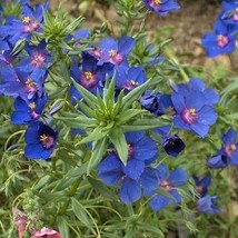 60 Seeds Anagallis Monelii Fresh Seeds - $25.75